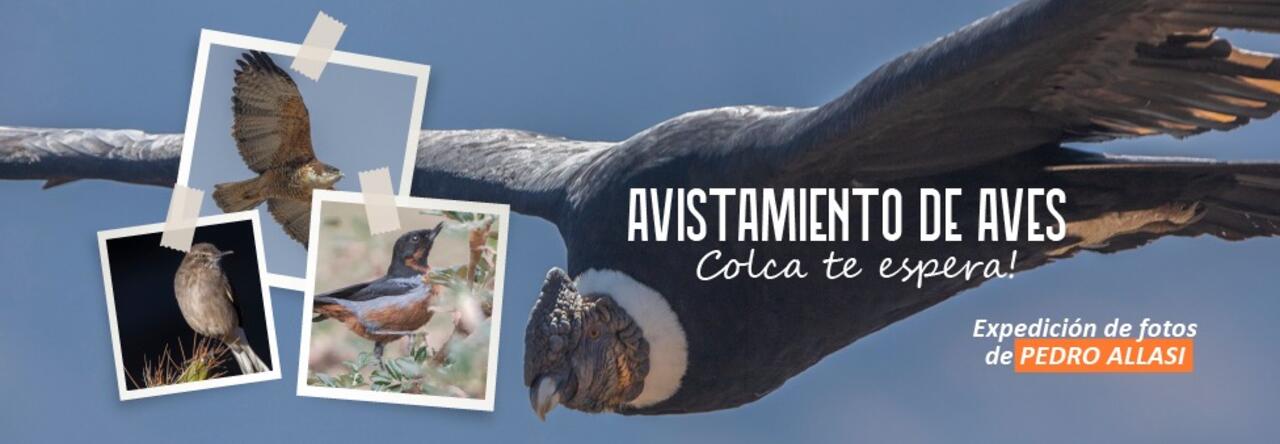 aves, Colca